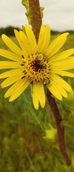 a lovely flower