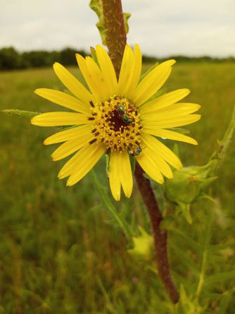 a lovely flower
