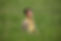 shannon in grass