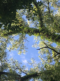 trees give way to blue sky