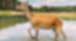 deer walking cropped for website.jpg