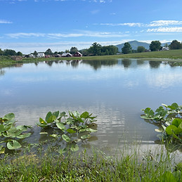 Pond Fishing at Fairview Fun Farm