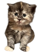 Fried Meat Ridge Farm Maine Coons