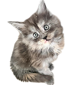 Maine Coon Kittens at Fried Meat Ridge Farm Cattery