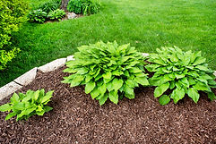 Young hosta plants in front yard garden landscaping with brown wood mulch..jpg