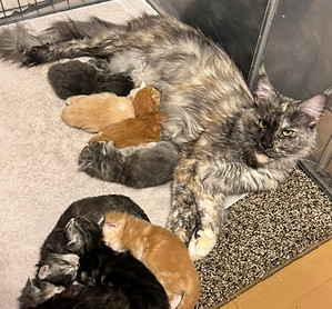 Fried Meat Ridge Farm Maine Coons