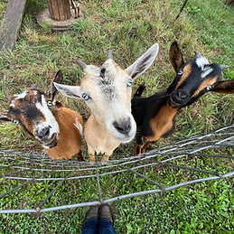 Farm animals at Fairview Fun Farm