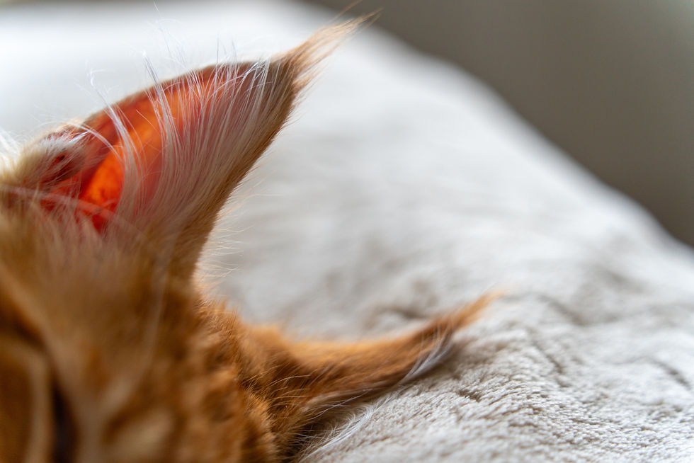 Capture the adorable details of a Maine Coon kitten's ear relaxing softly on a plush surfa