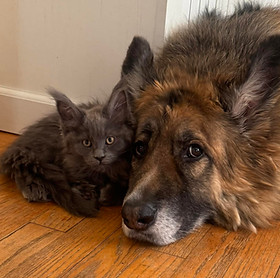 Fried Meat Ridge Farm Maine Coons