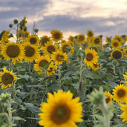 Sunflower Field in Luray VA