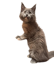 Maine Coons in Florida