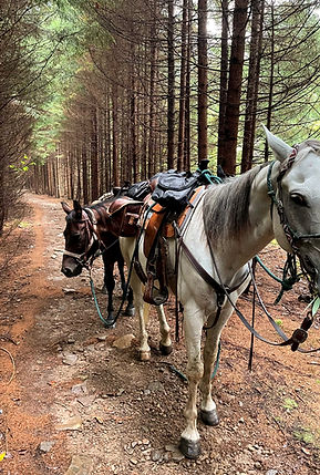 All Day Mountain Ride at Yokum's Stables