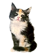 Maine Coon Kittens at Fried Meat Ridge Farm Cattery
