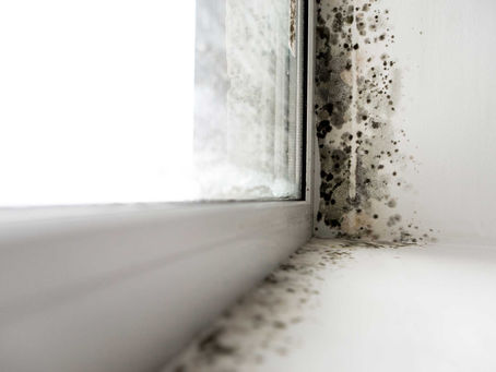 Mould in Your Home: The Hidden Health Risks Tenants Can't Ignore