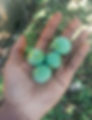 Warbugia ugandensis seeds and fruits