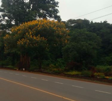 FAQ About Senna Spectabilis