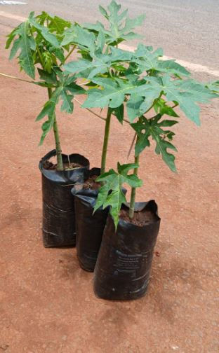 Three young papaya plants in black bags on reddish-brown ground, with a gray road in the background. Lush green leaves visible.