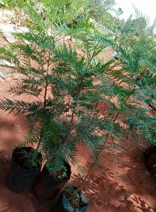 Thumbnail: 1 year Old Grevillea Robusta Seedling