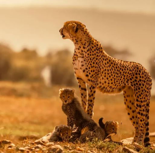 Cheetah with three cubs in golden grassland, one cub looking curiously. Warm, serene landscape with soft focus background.