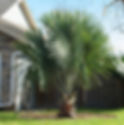 Bismark Palm tree with fan-shaped leaves in a sunny backyard. Stone house and wooden fence in the background. Lush green grass surrounds the tree.