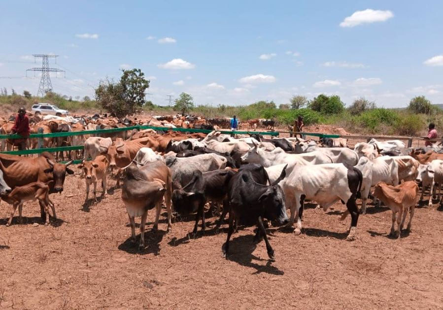 Cattle herd grazing in a dusty field, surrounded by green bushes under a blue sky. People and a car are visible in the background.