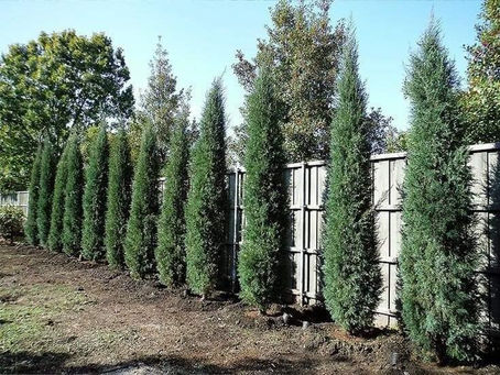Italian cypress Trees