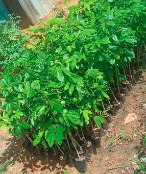 Pod Mahogany Seedlings in Kenya: Price (KSh 280), Uses, Growth Rate & Hardwood Value (2026)