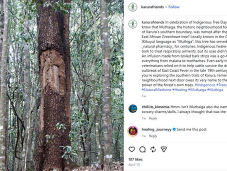 A tall tree with stripped bark stands in a dense forest. Lush greenery surrounds it. The image's mood is natural and serene.