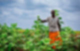 Man in a gray shirt and orange wrap stands smiling in a lush green field under a cloudy sky, holding a tall plant. Mood is serene.