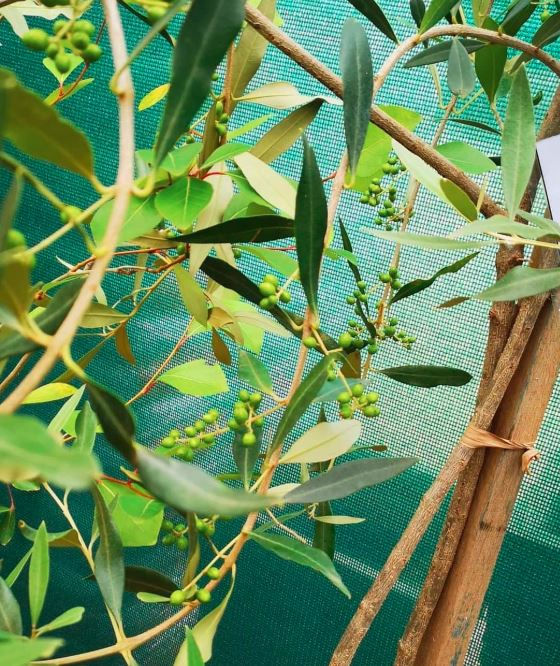 Olive branches with green leaves and unripe olives against a green mesh background, creating a fresh and natural atmosphere.