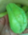 Hand holding a fresh, bright green chayote in focus, with more chayotes blurred in the background. Light scratches visible on the surface.