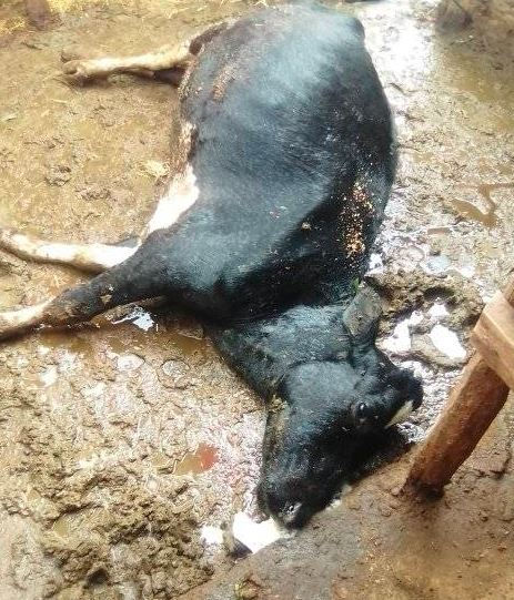 Black cow lying on muddy ground in an enclosure, appearing still and lifeless. The area is wet, with no visible text or people.