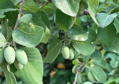 Berchemia Discolor Green leaves and unripe oval fruits of a tree fill the image, creating a lush, natural scene. Sunlight casts a gentle glow on the foliage.