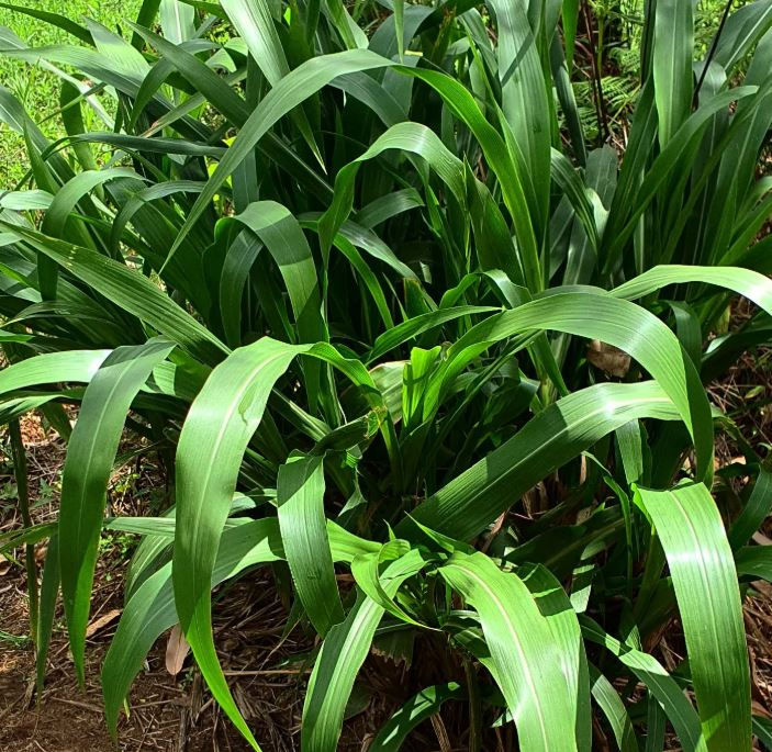 Lush green plant with long, narrow leaves in sunlight. Background of grass and soil, creating a vibrant, natural garden setting.