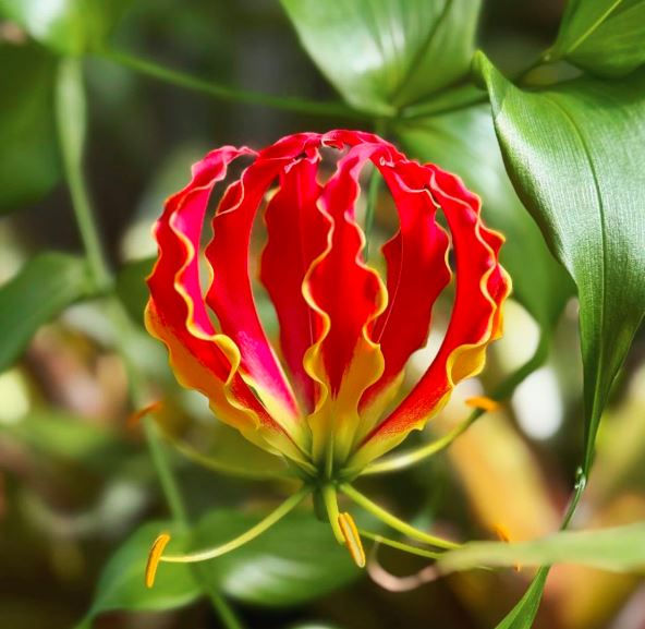 A vibrant red and yellow gloriosa lily bloom with wavy petals stands out against lush green foliage in a bright, natural setting.