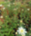 White Chrysanthemums flowers blooming in a garden with rich green leaves and red soil. A few small red blooms are also visible among the white ones.