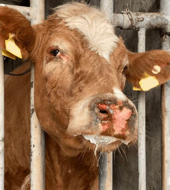 Brown cow with white patch behind bars, yellow ear tags. Appears sad, indoors in a metal enclosure. Muted, somber tone.