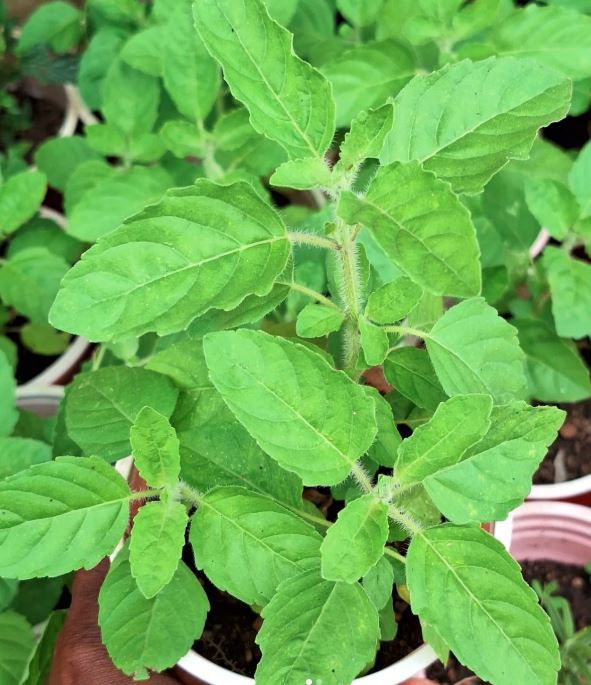 Holy Basil Herb Seedlings