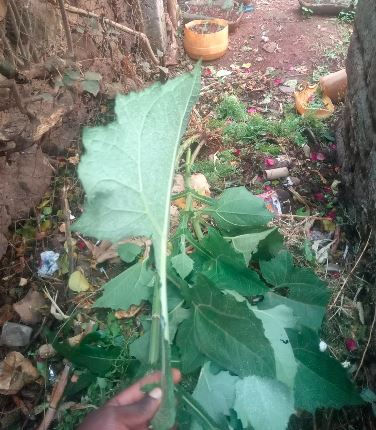 Hand holding a large green leaf over a cluttered garden floor with plants, pots, and scattered debris.