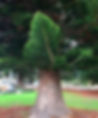 Araucaria heterophylla Tree with unique branch of vertical needles, in a park with grass and picnic tables. Background shows more trees. Bright and vibrant.