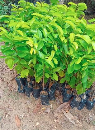 Soursop Seedlings for Sale in Kenya – KSh 200 | Benefits, Planting Guide & Where to Buy (2026)