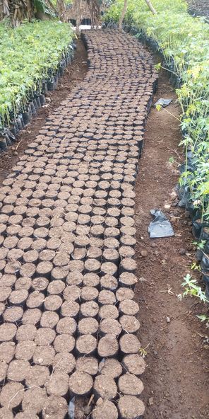 hass avocado seedlings 