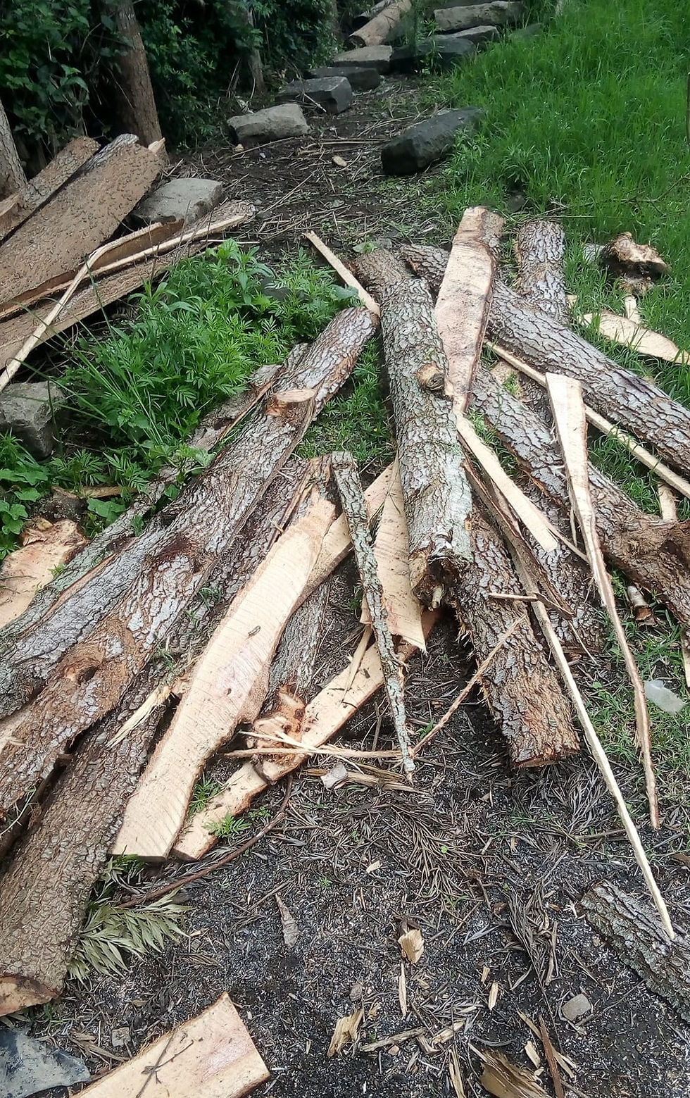 Grevillea robusta offcuts