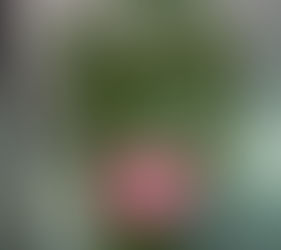 Packaged basil leaves in clear plastic with a label reading "Basil, Country of Origin: Kenya, Weight 100GR+/-5%, Quality Champion."