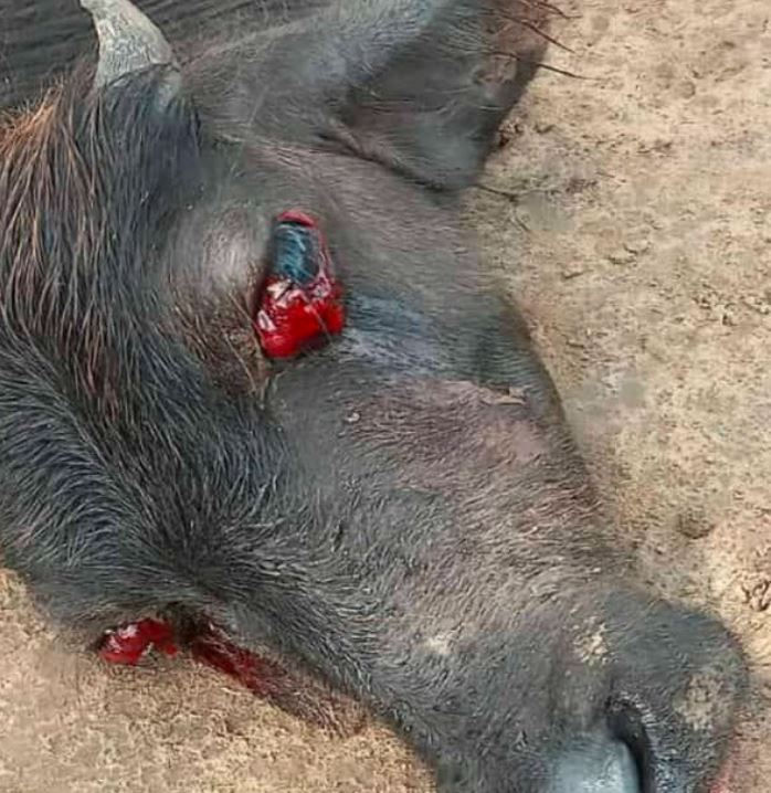 A cow with rift valley fever. The image evokes a sense of distress and concern.