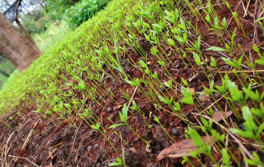 Young green Thika Palm seedlings sprout from rich, red soil in a garden, with lush greenery and a tree trunk in the blurred background.