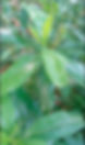 muthiga tree leaves