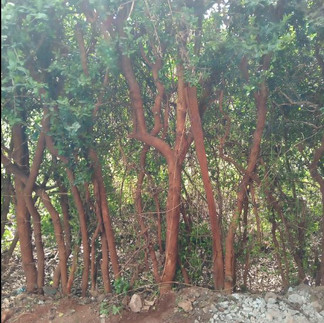 Clearing Kei apple fence at Marurui estate