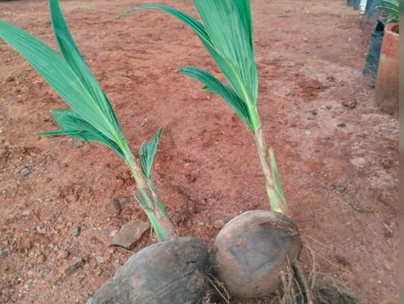 Two coconut seedlings with green leaves and roots on reddish soil, in a garden setting. A white car and potted plants in the background.