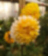 Yellow and white dahlia flowers in focus with a blurred garden background. Mood is calm and natural with warm, vibrant colors.